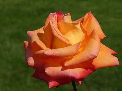 婚假是13天还是15天 婚假休几天