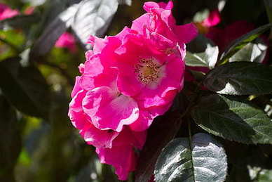 除夕年夜饭必备的10道菜图片 春节团圆饭有那些菜？