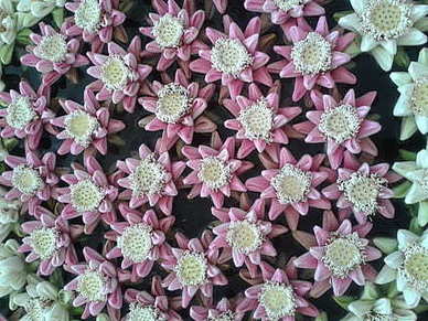 5月新店开业黄道吉日 五月适合开业的黄道吉日