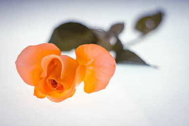 定亲需要买戒指吗 订婚要买戒指吗