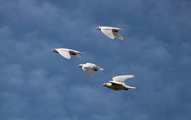 接亲堵门的人必须是未婚吗 结婚堵门的人员有讲究吗 堵门要多少人