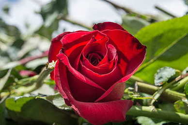 结婚证为什么有两种颜色 为啥结婚证还有绿色的