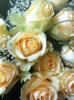 婚纱哪个牌子最好