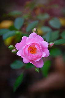 红安在黄冈的哪个方向 红安县应该在黄冈东还是黄冈西下车