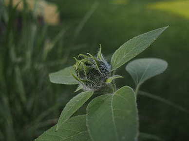 清明节采购结婚糖果可以吗 马上结婚了可以拿喜糖去上坟吗