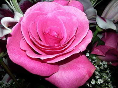 紫色是死人用的颜色吗 大堰河中“紫色的灵魂”应如何理解？