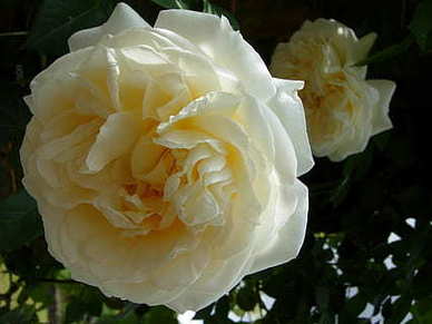 女方回门宴男方父母是否发言 回门宴男方父亲致辞简短大气