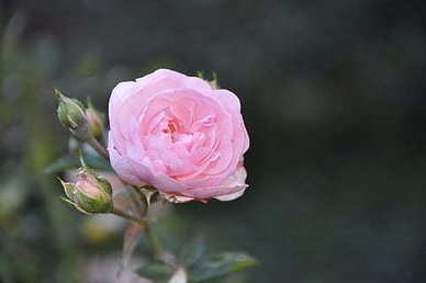 2022年新娘手捧花图片