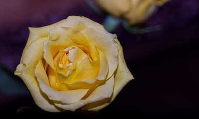 婚礼父亲牵女儿出场是嫁女儿吗 绝不能错过的8个婚礼环节