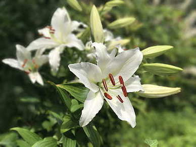 婚房气球布置简单视频 如何用气球布置一个温馨浪漫婚房