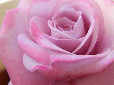 结婚拱门男方家弄还是女方家弄