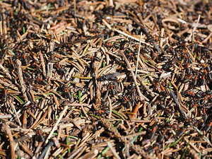 结婚在自己家里怎么写请柬