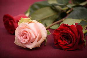 去影楼选照片注意哪些 去影楼选照片时，应该注意些什么？