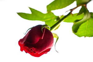 伴郎蝴蝶结颜色 伴郎要配什么颜色的蝴蝶结