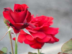 婚礼主题方案ppt