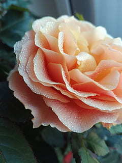 婚庆公司的四大金刚怎么样 婚庆公司的四大金刚都是什么啊?