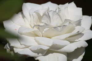 只举办婚礼没领证算不算结婚 举办了婚礼但是没领证算结婚吗