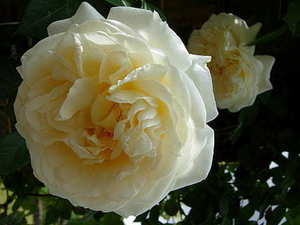 发红包该怎么说 给群里发红包该怎么说？_问一问