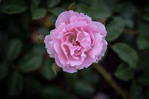 酒店办婚礼要多少钱 酒店办婚礼要多少钱？