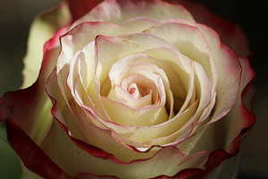 穿拖地长裙怎么走路 穿拖地长裙走路注意些什么