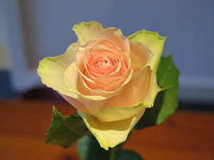 怎么拍照好看 怎样拍照才好看?