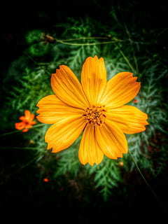 喜事红包封面怎么写 嫁女红包封面怎么写_问一问