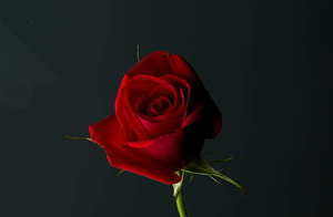 结婚是应该穿什么衣服 结婚的时候,适合穿什么衣服?