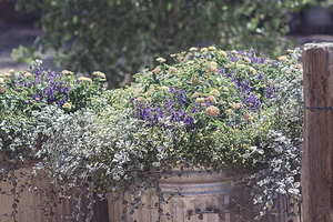 青岛订婚的风俗六样礼 青岛订婚时有何风俗?订婚时要给哪六样?