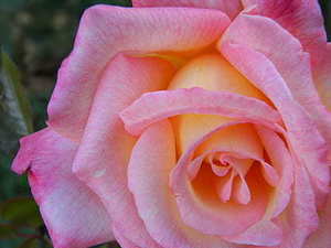 单独请司仪多少钱 请一个司仪要多少钱？