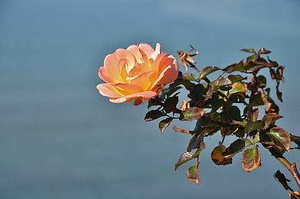 度蜜月适合去的国家 蜜月旅行适合去哪些国家城市