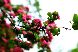 中式婚礼和西式婚礼哪个好 婚礼中式好还是西式好？为什么？