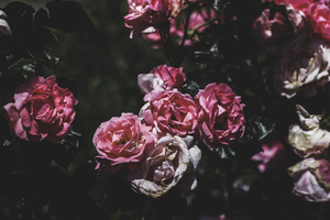 你会婚礼上放哪首歌 讲一讲你想在自己婚礼上放哪首曲子？