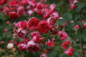 伴娘的鞋子谁买 我要结婚了 伴娘衣服 鞋子是我买的吗