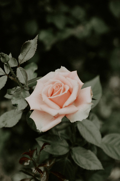 新郎绿色西装 婚礼新郎西装颜色怎样选择