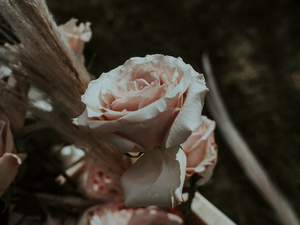 婚宴酒店赠送的酒好喝吗