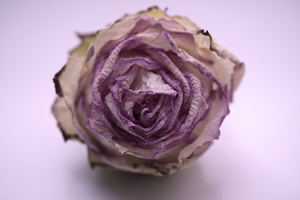 2019婚车花车创意 怎么装饰结婚花车 婚车装饰技巧分享