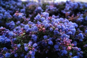 鲜花婚车准不准上高速公路 婚车用真玫瑰花车上高速路会坏吗