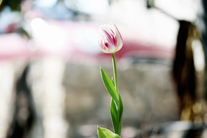 怎样加入奔驰婚庆车队 我有一辆奔驰E轿车怎么加入婚庆车队
