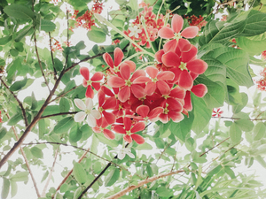 结婚时新娘手里拿的花是什么花 新娘手里哪的花叫什么?