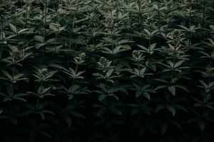 带头纱的说说 婚礼母亲戴头纱的台词