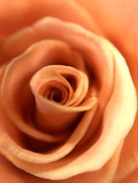 婚纱照卧室放大照片怎么选 婚纱照放大一般选什么照片