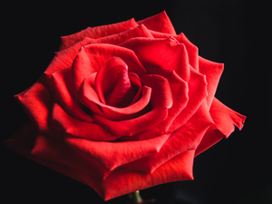 湖南安平婚庆公司哪家做得好 现在选择哪家婚庆公司比较好?