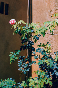 钻戒怎么镶嵌 钻戒的镶嵌方式有哪几种