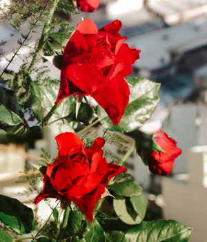 婚礼邀请夫妻只请一个