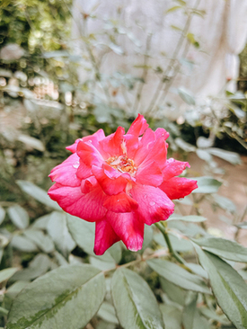 新娘结婚的衣服怎么买 结婚哪里买衣服比较好