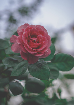 开个婚庆公司需要什么条件 想开婚庆公司.该具备哪些条件?