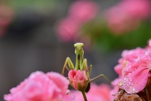 婚礼八件套一般指什么 结婚八大件是什么