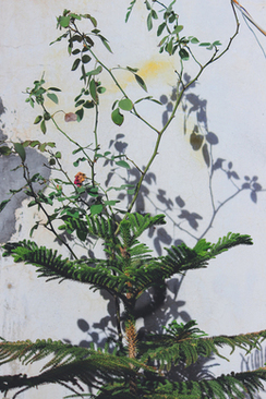 结婚不打红伞可以吗 结婚当天出门没打红伞会怎样