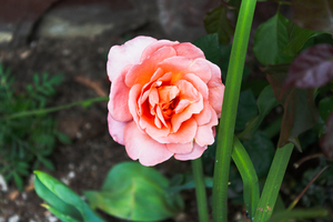 紫色的鞋搭什么衣服 紫色的鞋子可以配什么颜色的衣服好