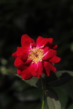 电子请柬范文大全 电子请柬怎么写